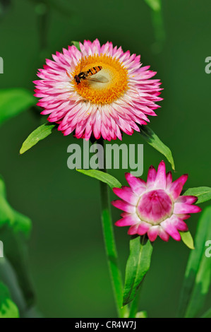 Episyrphus balteatus hoverfly (marmelade) sur le jardinage de fleur Helichrysum bracteatum (paille, Xeranthemum bracteatum) Banque D'Images