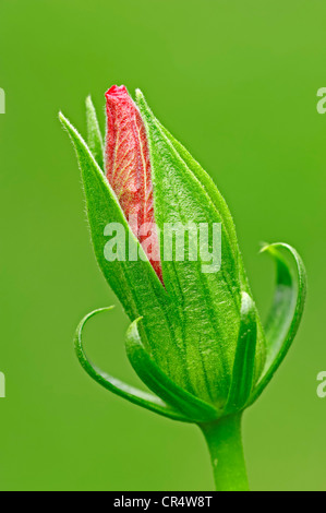 Hibiscus, chinois ou Chine rose (Hibiscus rosa-sinensis), bouton floral Banque D'Images