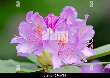 Rhododendron (Rhododendron spec.) fleurs Banque D'Images