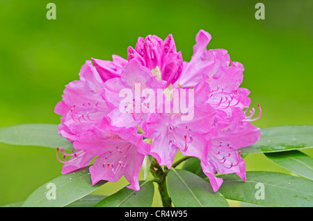 Rhododendron (Rhododendron spec.) fleurs Banque D'Images