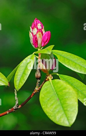 Rhododendron (Rhododendron spec.) bouton floral Banque D'Images
