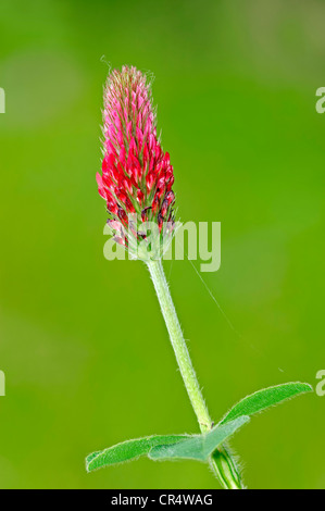 Trèfle rouge (Trifolium rubens), la floraison, la Rhénanie du Nord-Westphalie, Allemagne, Europe Banque D'Images