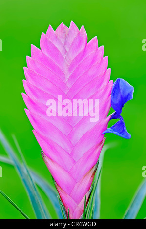 Quill rose (Tillandsia cyanea), l'inflorescence avec fleur Banque D'Images