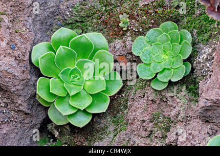 Aeonium tabuliforme, endémique à Tenerife, Canaries, Espagne, Europe Banque D'Images