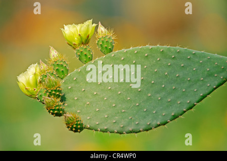 Fig indiennes (opuntia Opuntia ficus-indica), la floraison, originaire d'Amérique du Nord Banque D'Images