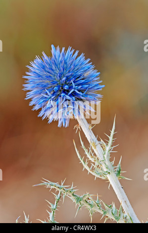 Petit Globe Thistle (Echinops ritro), Provence-Alpes-Côte d'Azur, le sud de la France, France, Europe Banque D'Images