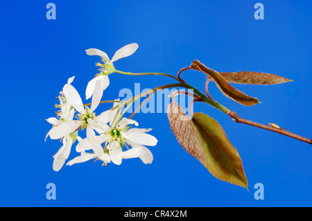L'Amélanchier (Amelanchier lamarckii ou Juneberry), rameau en fleurs, originaire d'Amérique du Nord, Banque D'Images