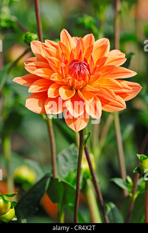 Dahlia (Dahlia Diana Royal sp.), fleur Banque D'Images