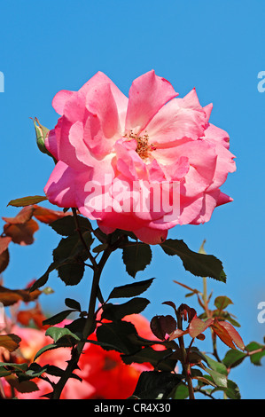 Rosier grimpant Lydia (Rosa sp.), fleurs Banque D'Images