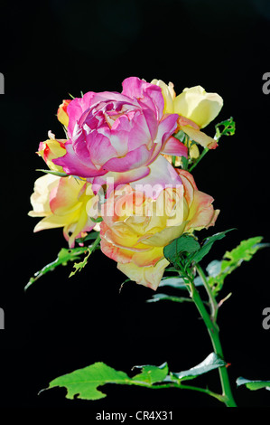 La ligne Rose (Rosa sp.), fleurs Banque D'Images