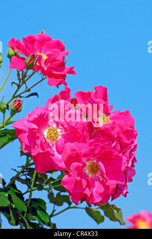 La ligne Rose (Rosa sp.), fleurs Banque D'Images