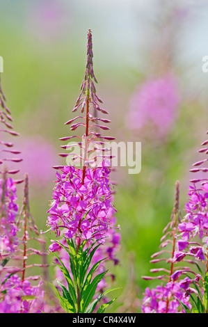 L'épilobe, Grand Willow-herb Canada, ou Rosebay Willowherb (Epilobium angustifolium), Nordrhein-Westfalen, Germany, Europe Banque D'Images