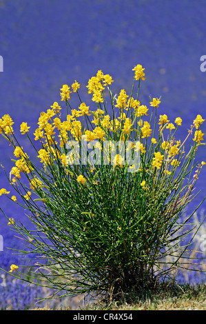 Balai espagnol ou Weaver's broom (Catégorie : Augmente Melangez junceum), Provence-Alpes-Côte d'Azur, France, Europe du Sud Banque D'Images