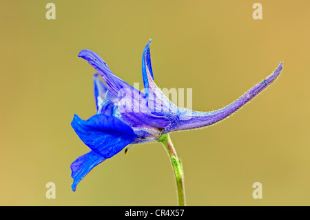 Knight's douteux, Rocket (Delphinium Consolida ajacis, Delphinium ajacis, Consolida ambigua), Provence-Alpes-Côte d'Azur Banque D'Images