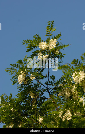 Le robinier, blooming, Rhénanie du Nord-Westphalie, Allemagne / (Robinia pseudoacacia) / faux acacia Banque D'Images