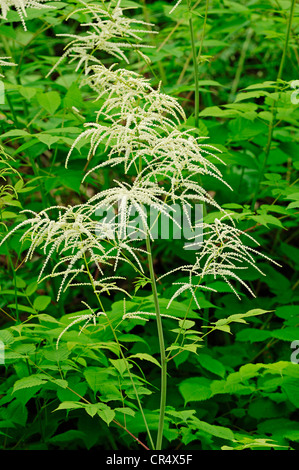 Barbe de chèvre ou de plumes de la mariée (Aruncus dioicus, Aruncus sylvestris, Aruncus sylvester, Aruncus vulgaris), la Bavière Banque D'Images