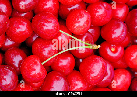 Les cerises (Prunus avium) Banque D'Images