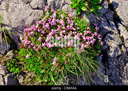 Le silène acaule, ou d'un coussin Rose (Silene acaulis), Parc national de Berchtesgaden, Bavaria, Germany, Europe Banque D'Images