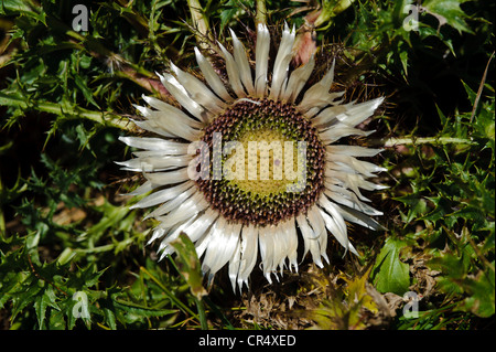 Carline nain, chardon chardon argenté (Carlina acaulis), Untersberg, Groedig, Salzburg, Autriche, Europe Banque D'Images