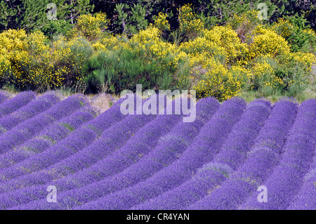 Fleurs de champ de lavande (Lavandula angustifolia) et l'espagnol balai ou Weaver's Broom (Catégorie : Augmente Melangez junceum), Vaucluse Banque D'Images