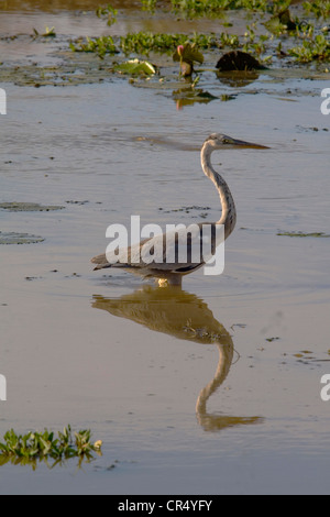 Héron cendré (Ardea cinerea), Yala ouest (Ruhuna) Parc National, Sri Lanka Banque D'Images