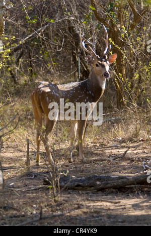 Spotted deer buck sri-lankais (Axis axis ceylonensis), Yala ouest (Ruhuna) Parc National, Sri Lanka Banque D'Images