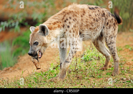 L'Hyène tachetée ou rire hyène (Crocuta crocuta), native de l'Afrique, en captivité, République Tchèque, Europe Banque D'Images