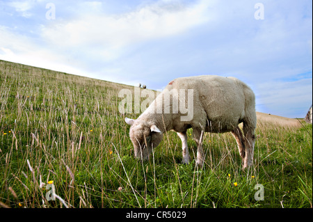 Des moutons paissant sur la digue dans Westerhever, Frise du Nord, Schleswig-Holstein, Allemagne, Europe Banque D'Images