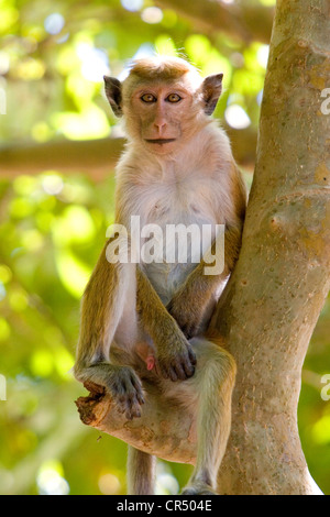 Toque singe macaque (Macaca sinica), Yala ouest (Ruhuna) Parc National, Sri Lanka Banque D'Images