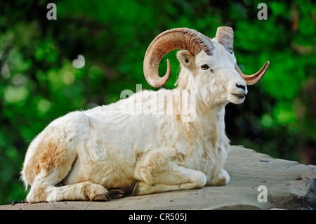 Le mouflon de Dall (Ovis dalli), ram étendu sur les roches, natif d'Amérique du Nord, en captivité, République Tchèque, Europe Banque D'Images