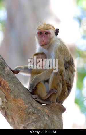Toque singe macaque (Macaca sinica) Mère et enfants, Yala ouest (Ruhuna) Parc National, Sri Lanka Banque D'Images