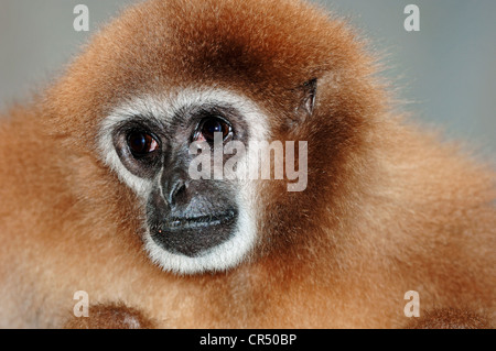 Les mains blanches ou gibbon lar Gibbon (Hylobates lar), portrait, espèces asiatiques, captive, République Tchèque, Europe Banque D'Images