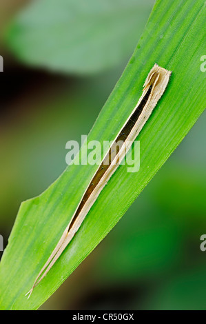 Eryphanis Automedon (Owl géant polyxena), Caterpillar, espèces d'Amérique du Sud, captive, Nordrhein-Westfalen, Germany, Europe Banque D'Images