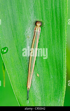 Eryphanis Automedon (Owl géant polyxena), Caterpillar, espèces d'Amérique du Sud, captive, Nordrhein-Westfalen, Germany, Europe Banque D'Images