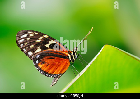 Golden Tiger Longwing ou Helicon (Heliconius hecale), espèces d'Amérique du Sud, captive, Nordrhein-Westfalen, Germany, Europe Banque D'Images