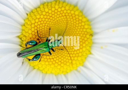 Fleurs à pattes épaisses, Pollen Beetle Coccinelle Alimentation (Oedemera flavipes), sur la grande marguerite (Leucanthemum vulgare Banque D'Images