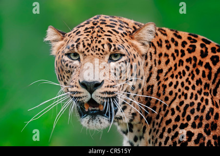 Sri-Lankais Leopard (Panthera pardus kotiya), portrait, des sifflements, des espèces asiatiques, captive, République Tchèque, Europe Banque D'Images