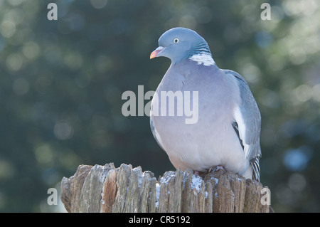 Bois commun pigeon (Columba palumbus), Haren, région de l'Emsland, Basse-Saxe, Allemagne, Europe Banque D'Images