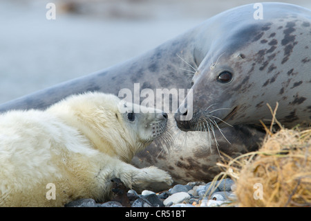 Les Phoques gris (Halichoerus grypus), mère avec pup, Helgoland, Schleswig-Holstein, Allemagne, Europe Banque D'Images