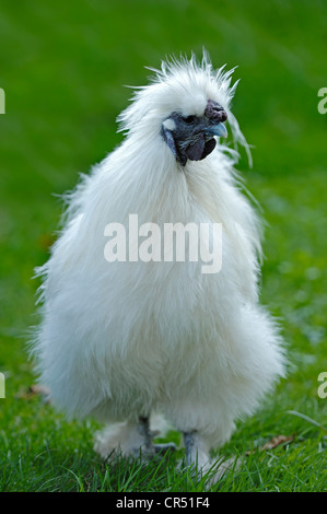 Silkie ou soyeux, pintade poulet domestique (Gallus gallus domesticus), Nordrhein-Westfalen, Germany, Europe Banque D'Images