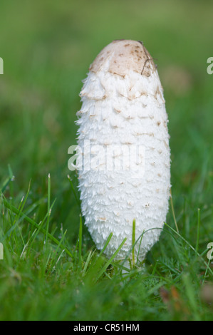 Shaggy émergents, cap d'avocat ou la perruque de Shaggy mane (Coprinus comatus), Haren, région de l'Emsland, Basse-Saxe, Allemagne, Europe Banque D'Images