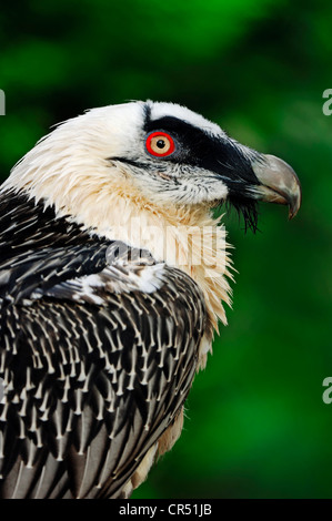 Gypaète, gypaète, ou Gypaète Eagle (LIC)), portrait, captive, Rhénanie du Nord-Westphalie Banque D'Images