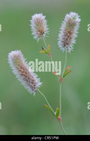 Haresfoot Rabbitfoot, trèfle trèfle, Stone trèfle (Trifolium arvense), Niederlangen, Emsland, Basse-Saxe, Allemagne, Europe Banque D'Images