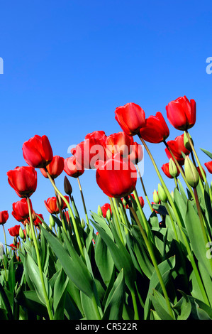 Les tulipes (Tulipa sp.), Lisse, Hollande du Sud, Hollande, Pays-Bas, Europe Banque D'Images