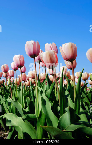 Les tulipes (Tulipa sp.), Lisse, Hollande du Sud, Hollande, Pays-Bas, Europe Banque D'Images