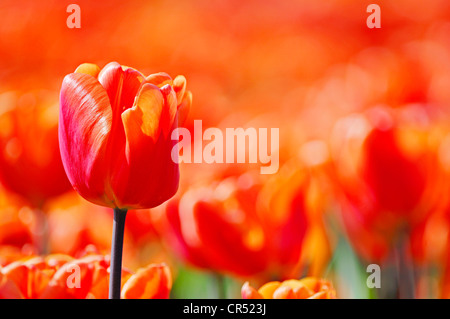 Les tulipes (Tulipa sp.), Lisse, Hollande du Sud, Hollande, Pays-Bas, Europe Banque D'Images