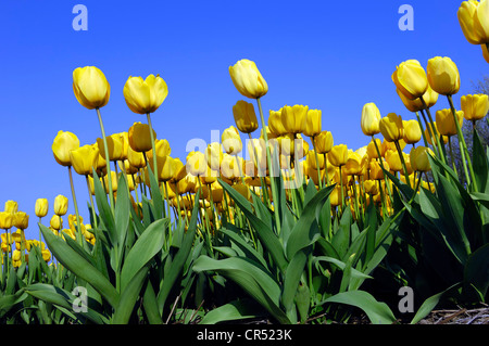 Les tulipes (Tulipa sp.), Lisse, Hollande du Sud, Hollande, Pays-Bas, Europe Banque D'Images