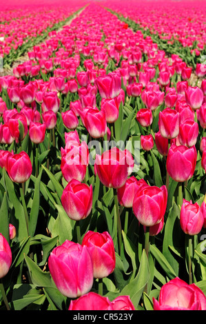 Champ de tulipes (Tulipa sp.), près de lisse, en Hollande du Sud, Hollande, Pays-Bas, Europe Banque D'Images