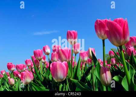 Les tulipes (Tulipa sp.), Lisse, Hollande du Sud, Hollande, Pays-Bas, Europe Banque D'Images