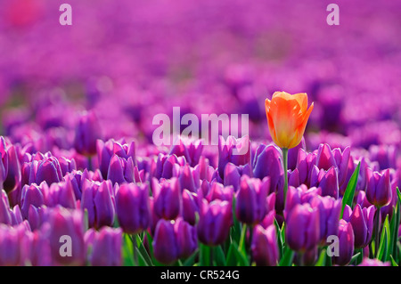 Les tulipes (Tulipa sp.), Lisse, Hollande du Sud, Hollande, Pays-Bas, Europe Banque D'Images